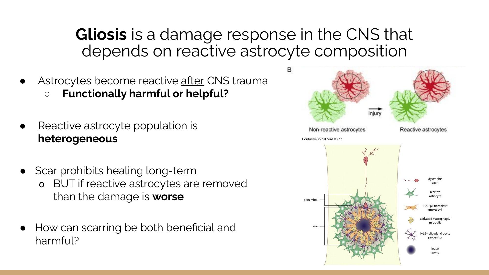 Gliosis and reactive astrocyte composition