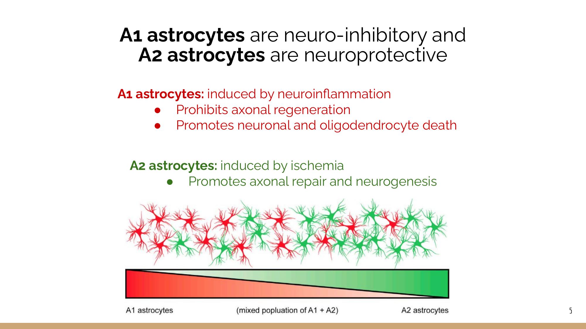 A1 and A2 astrocyte spectrum