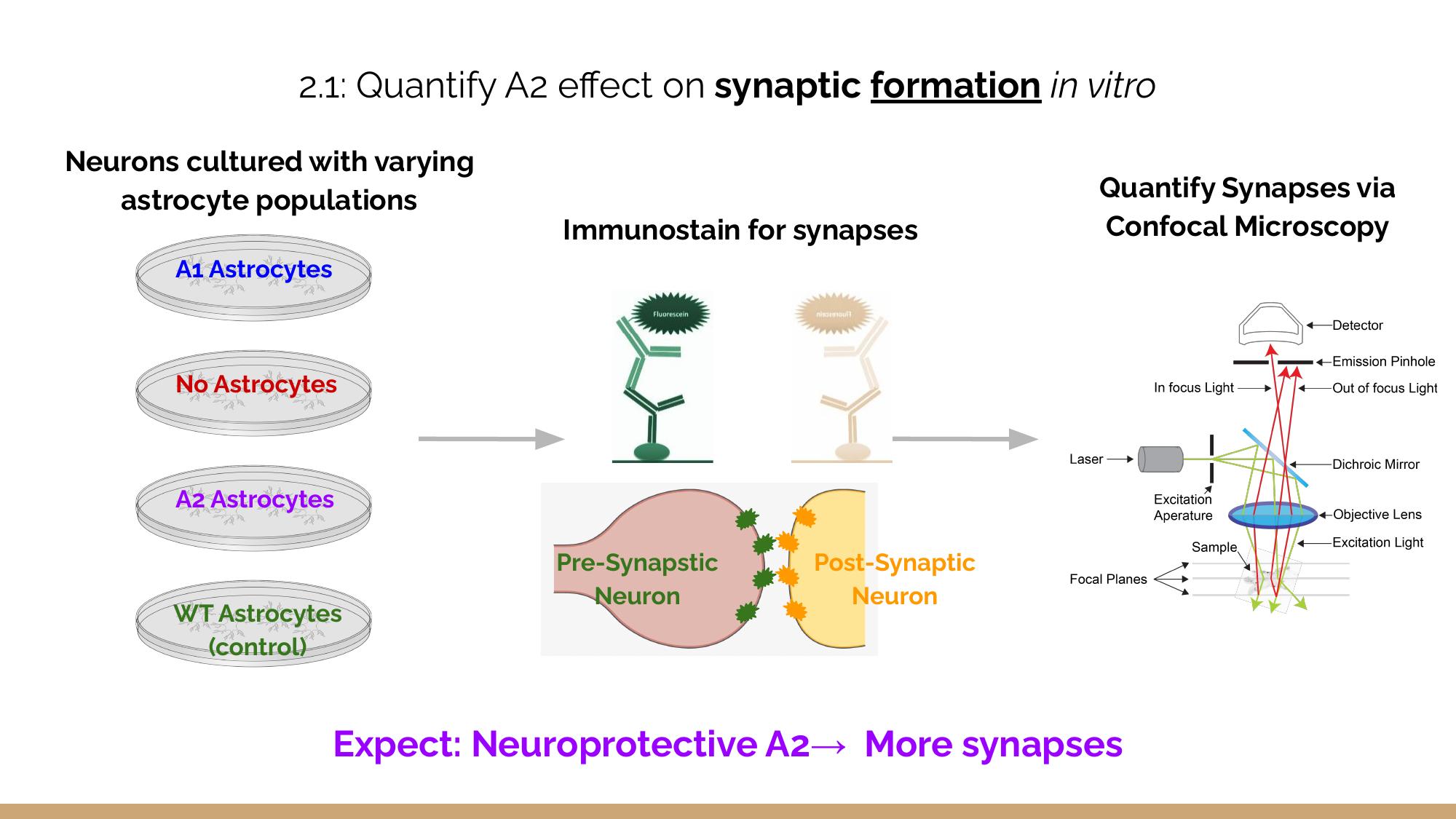 Aim 2 synaptic formation experiment