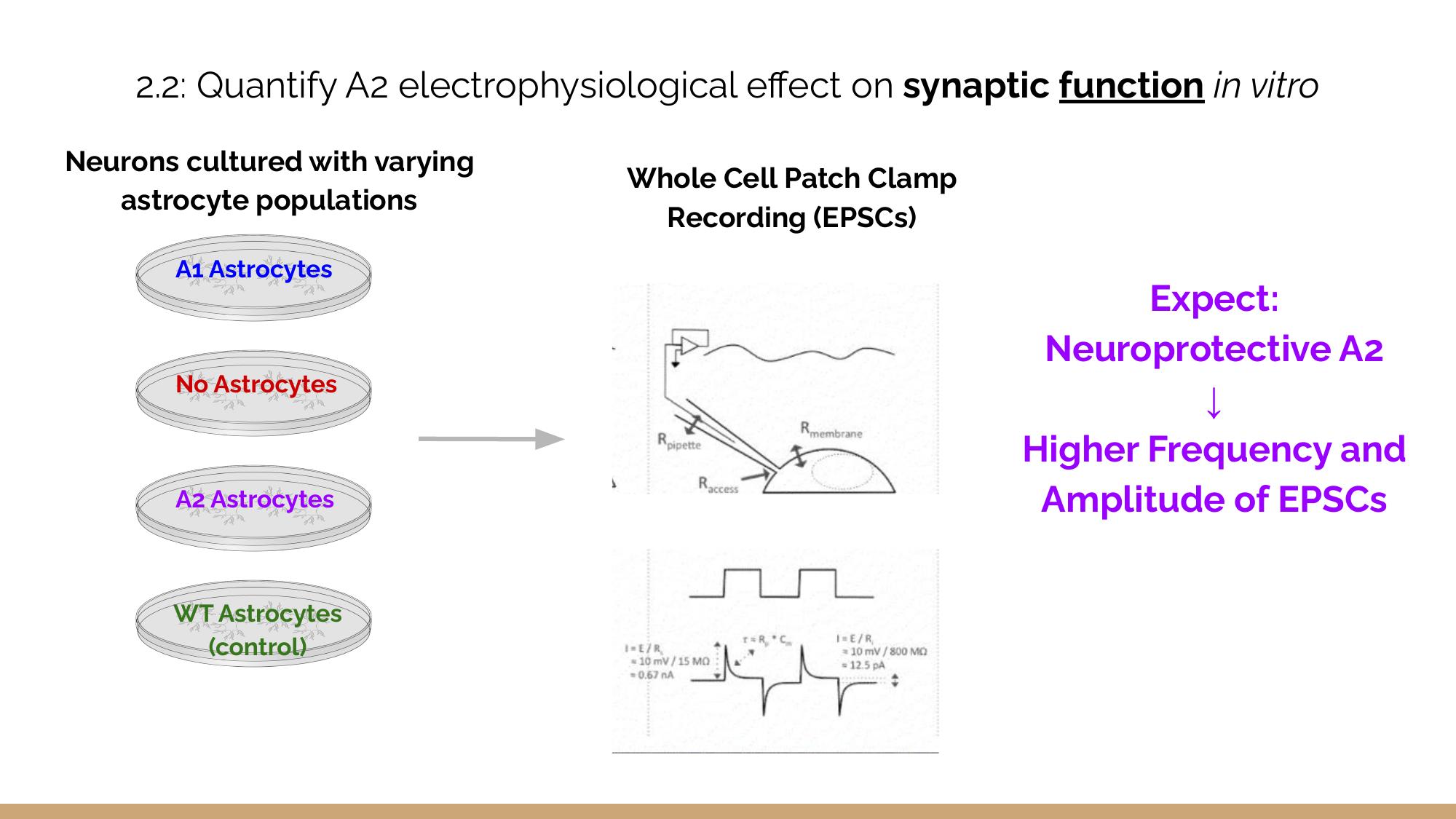 Aim 2 synaptic function experiment