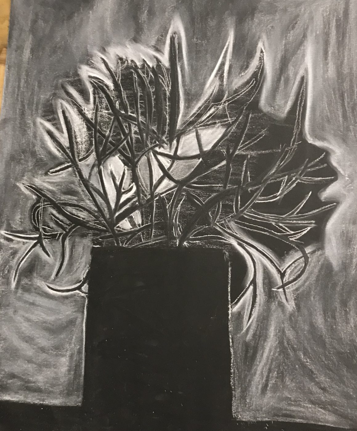 Drawing on black paper of a spiky plant in a rectangular black vase, surrounded by loose white strokes that radiate outward from the leaves.