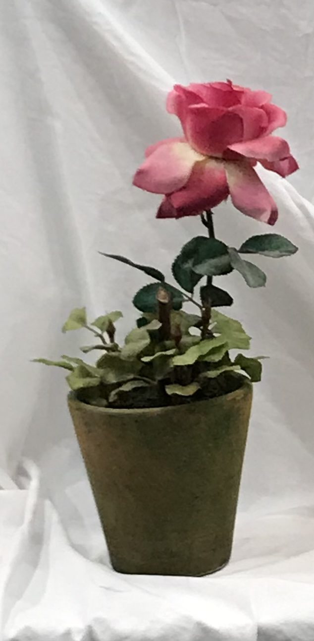Photograph of a single pink rose in a clay pot against draped white cloth.